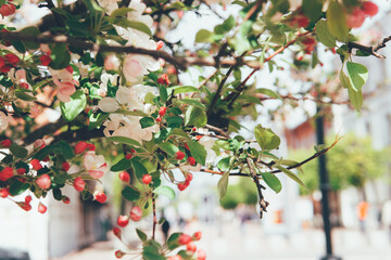 Obraz premium White flower blossom on tree branch with green leaves. Blooming spring season nature background. Fresh floral decorative element.