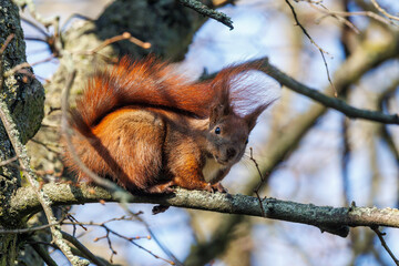 Eichhörnchen (Sciurus vulgaris) © Rolf Müller