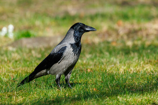 Nebelkr&auml;he (Corvus corone cornix)