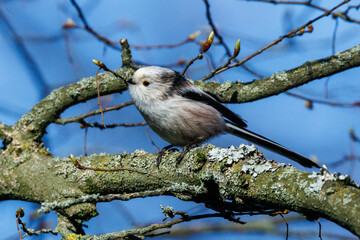 Schwanzmeise (Aegithalos caudatus) © Rolf Müller
