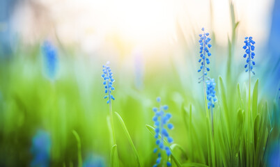 Muscari botryoides spring flowers bloom in sunlight with vibrant green background, symbolizing...