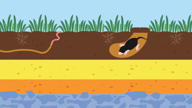 Illustration of a mole digging in the ground. Vector illustration.