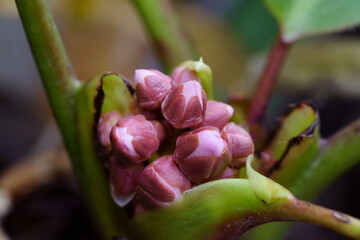 ヒマラヤユキノシタの蕾