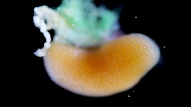 Parasitic crustacean Peltogaster paguri under a microscope. Video shows external part, or externa, where larvae develop, and internal part, or interna. White Sea.