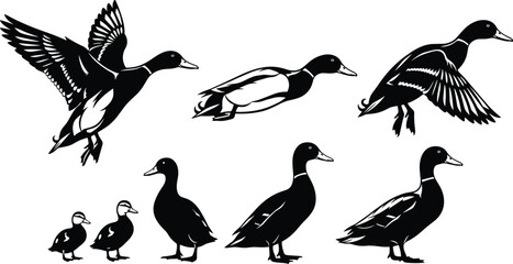 Mallard duck silhouette set, flying and swimming water bird collection, cad drawing flat vector illustration, isolated on white background © Robiul