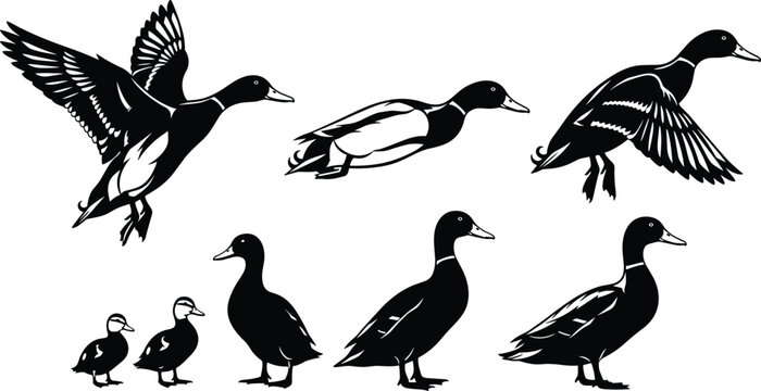 Mallard duck silhouette set, flying and swimming water bird collection, cad drawing flat vector illustration, isolated on white background