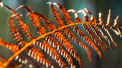 Forêt des Landes de Gascogne, en automne, avec une vue rapprochée de sa flore opulente © Anthony