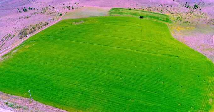 Aerial Drone View of Lush Green Agricultural Field Surrounded by Dry Landscape
