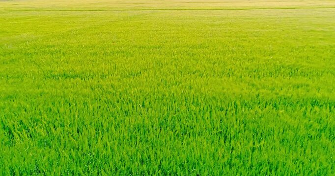 Green Wheat Field Swaying in the Wind &ndash; Agricultural Landscape