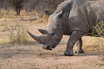 Fototapeta premium Nashorn nah
