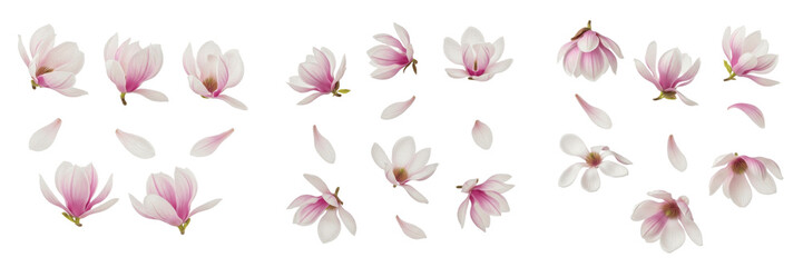 Collection of Pink and White Magnolia Flowers with Petals Isolated on White Background © Druvh