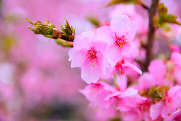 Obraz premium 京都の見頃を迎えた桃の花