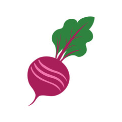 Red radish vector illustration on white background