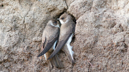 great tit parus major © lazalnik