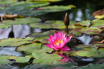 水面に映るピンク色の睡蓮の花（愛知県豊田市）