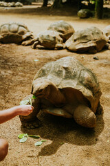 Żółwie lądowe © Katarzyna