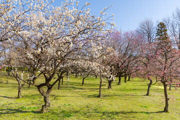 平芝公園の梅林（愛知県豊田市）