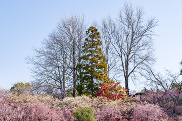 平芝公園の梅林（愛知県豊田市）