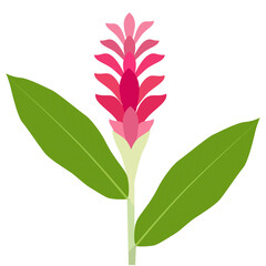 Flat design illustration of red ginger with green leaves and red bracts