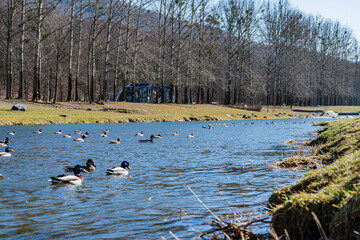 Rzeka Wisła w Ustroniu na Śląsku w Polsce zimą z kaczkami w wodzie. © Franciszek