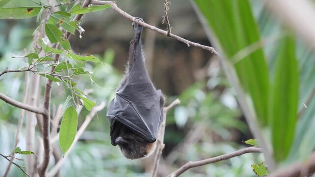 fruit bats