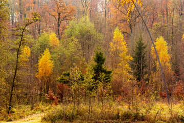 Obraz premium Colorful autumn forest with vibrant fall foliage