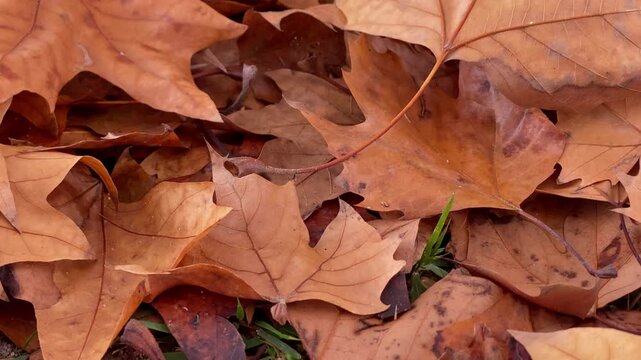 Close up of sycamore leaves forming a natural brown carpet on the ground, signaling the changing season in an urban park
