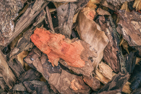 FOREST LANDSCAPES - Wood shavings on the ground