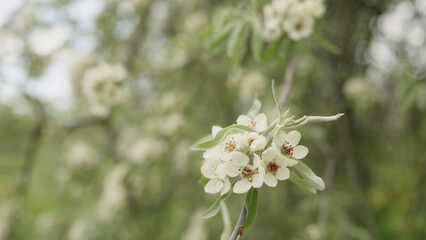 Fototapeta premium closeup of willow pear blossom