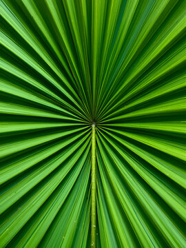 Close-up of vibrant green sabal palm fronds, showcasing intricate texture and vein detail, plant life, design element