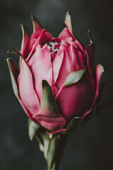Pink Dragon Fruit Bud Closeup on Dark