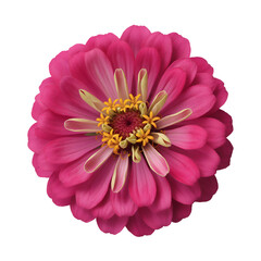 A vibrant pink zinnia flower with a yellow center in full bloom