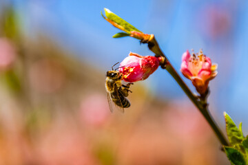 Bee collecting nectar from flowers of the blossoming peach tree in spring © ihorbondarenko