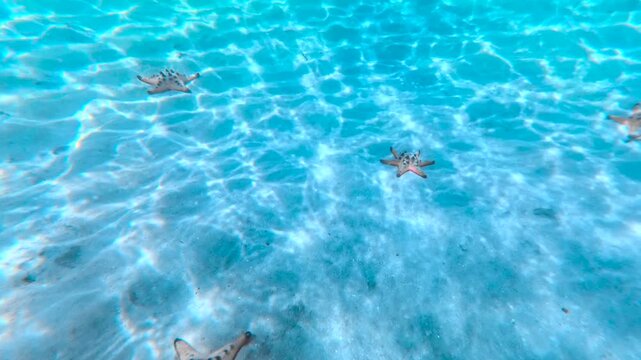 Underwater Snorkel Over Starfish In Clear Sea, Phu Quoc Vietnam Cinematic