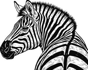Fototapeta premium Zebra head profile with black and white stripes detailed illustration animal wildlife