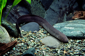 ハイギョ　レピドシレン　レピドシレン・パラドクサ　アクアリウム 