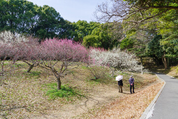満開の梅の花（愛知県知多市　佐布里池）