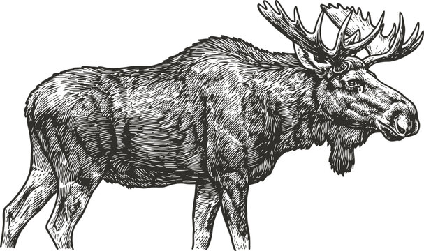Majestic moose standing with detailed antlers and textured fur, hand drawn wildlife illustration