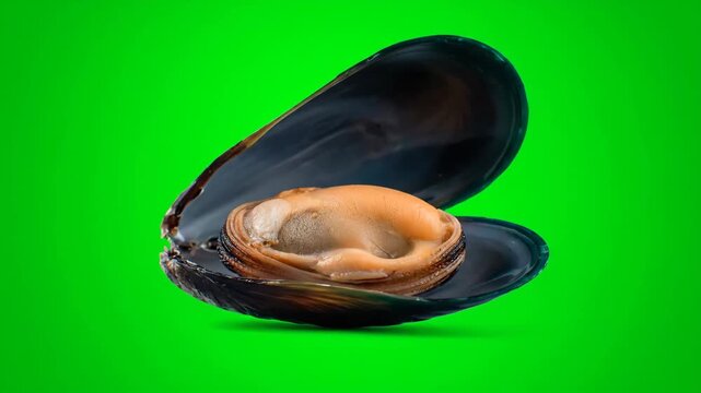 A fresh mussel slowly opens its shell on a vibrant green screen, showcasing its tender cooked meat. Perfect for food-related projects and culinary presentations.