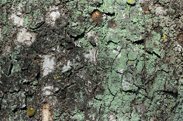 樹皮の模様　地衣類　ケヤキの木肌　グラフィック素材