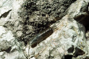 脱皮したフナムシ　海辺の生物　下半身脱皮