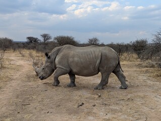 Nashorn nah in Wildnis