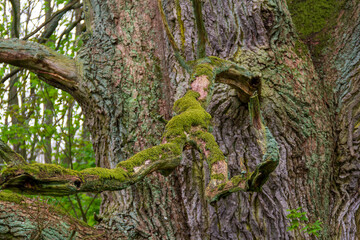 Fototapeta premium Close up of thick old tree trunk with rough bark and a broken branch covered in bright green moss