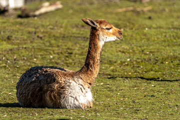Vicunas, Vicugna Vicugna, relatives of the llama in a German park © rudiernst