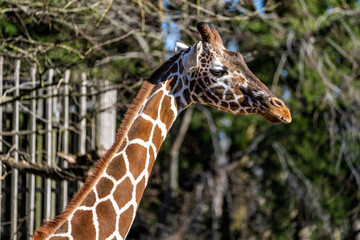 The giraffe, Giraffa camelopardalis is an African mammal © rudiernst