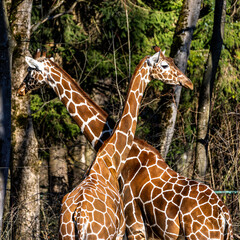 The giraffe, Giraffa camelopardalis is an African mammal © rudiernst