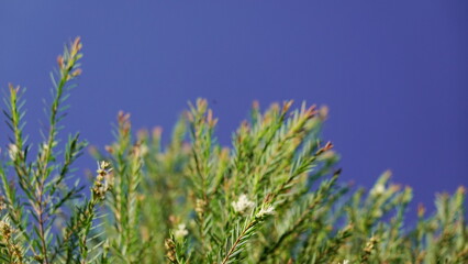 Obraz premium Melaleuca bracteata macro leaves small world