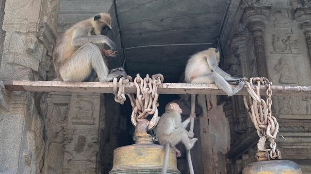 Northern plains gray langur ape and barbary macaque, rhesus monkey in temple of Hampi, wildlife in city of India