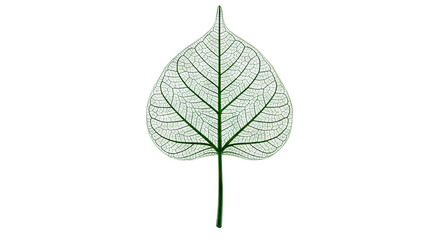 Skeletonized Leaf with Intricate Vein Structure