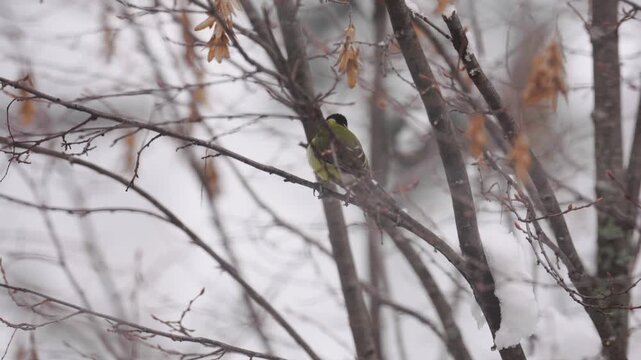 Two great tits perching on a snowy tree branch
